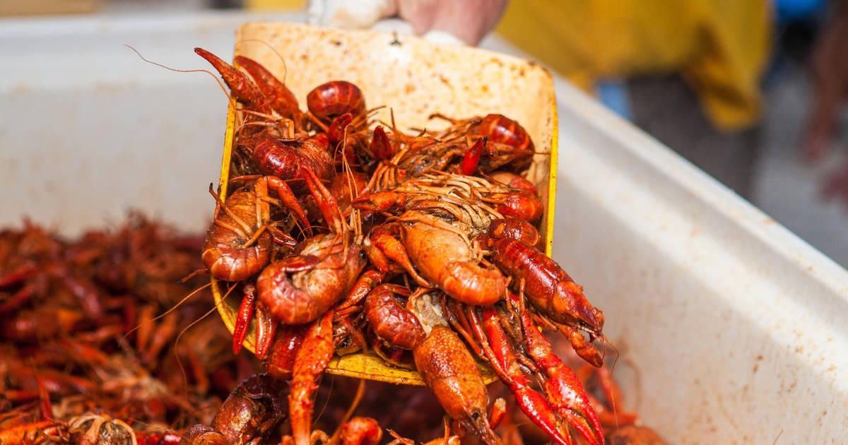 Crawfish scooped from the cooler